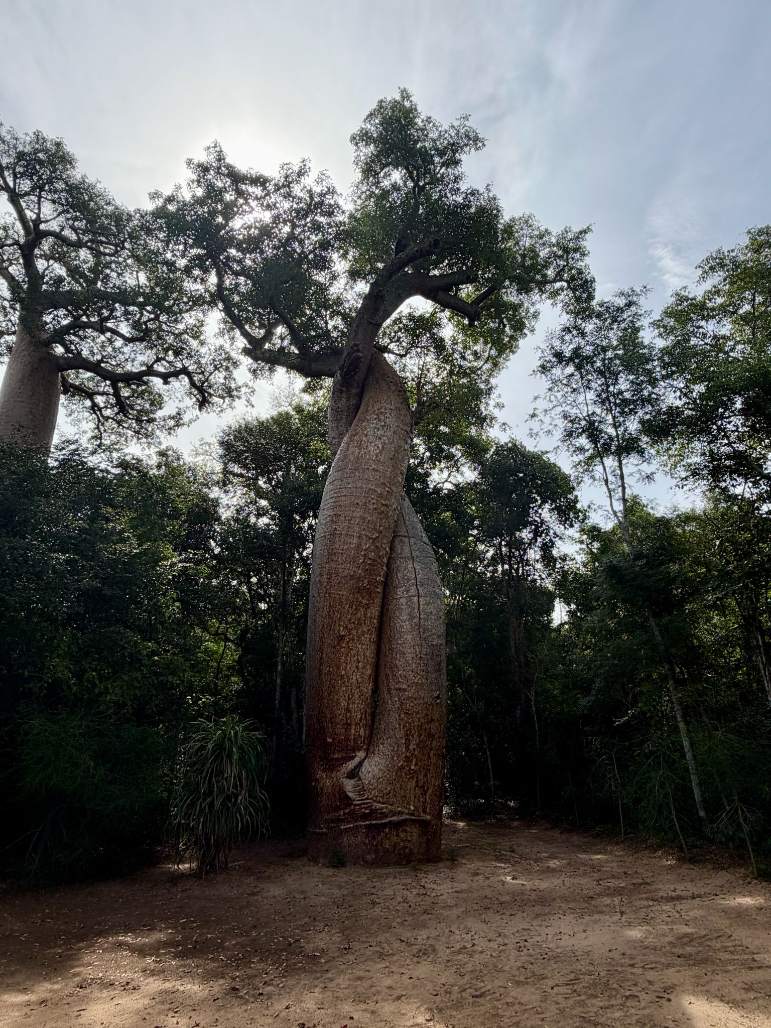 Baobab Tour